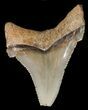 Fossil Angustidens Shark Tooth - Megalodon Ancestor #46847-1